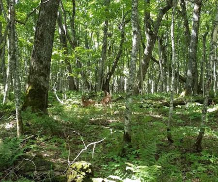 Masse Homestead Campground