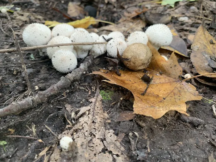 Greenbush Campground Picture 9