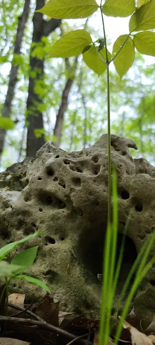 Greenbush Campground Picture 6