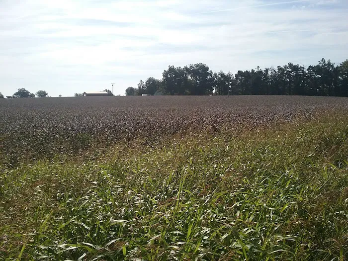 Todd Family Fun Farm & Corn Maze Picture 5