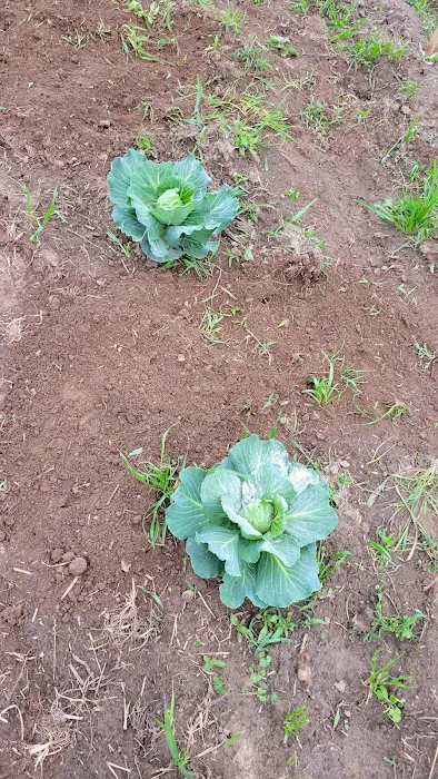 Bates-Farm Picture 10