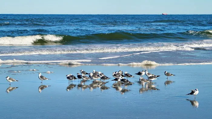 Anastasia State Park Coquina Loop Picture 3