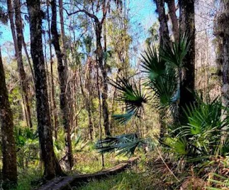 Oak Hammock Camp/Rice Creek Hilton