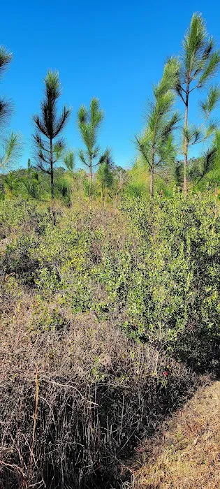 Oak Hammock Camp/Rice Creek Hilton Picture 8