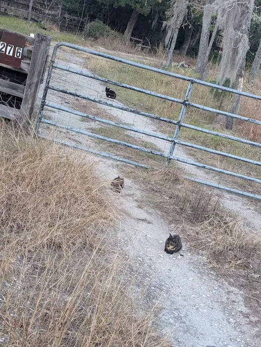 Camp Shands Picture 3