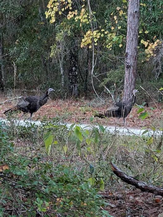 Camp Shands Picture 4