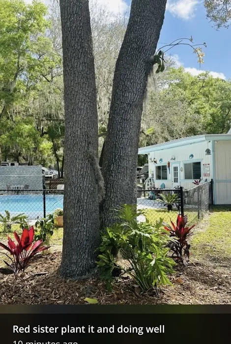 St. Johns Campground Picture 1