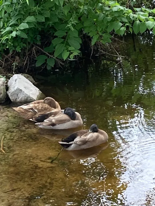 Aree Pond, LLC Picture 6