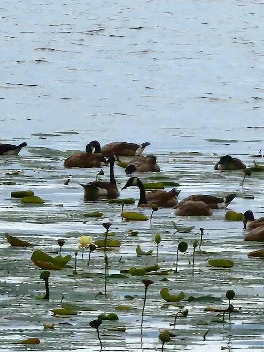 COE Lake Seminole Picture 10