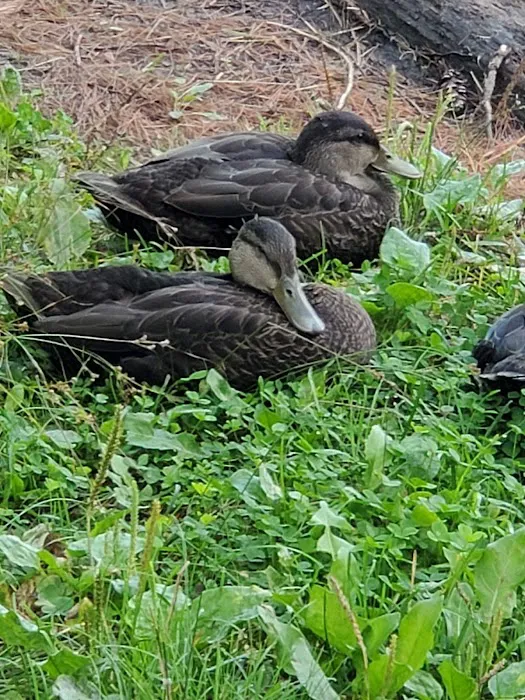 South Gemini Lake State Forest Campground Picture 3