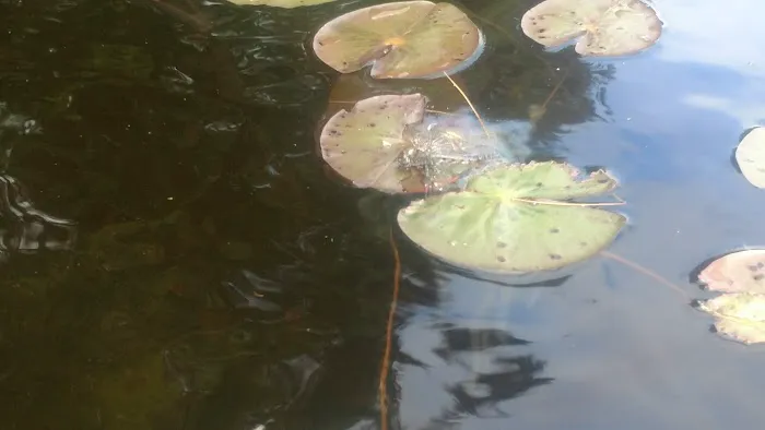 North Gemini Lake State Forest Campground Picture 6