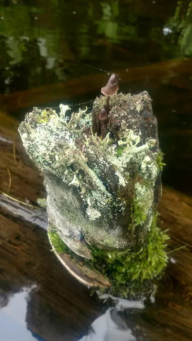 North Gemini Lake State Forest Campground Picture 4