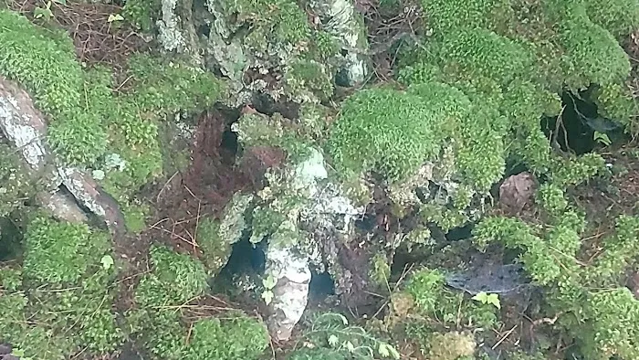 North Gemini Lake State Forest Campground Picture 10