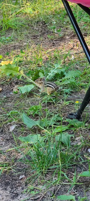 North Gemini Lake State Forest Campground Picture 9