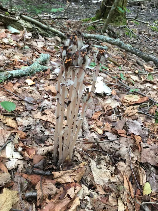 Pine Bluff Campground Picture 3