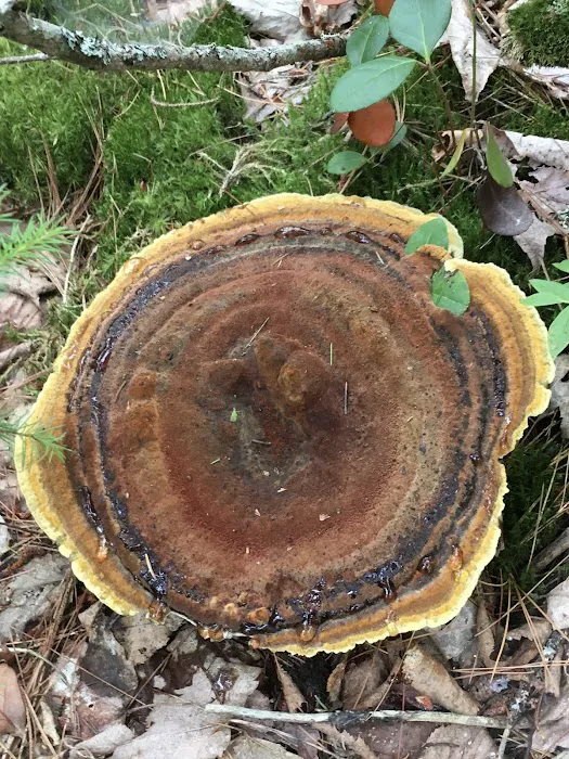 Pine Bluff Campground Picture 10