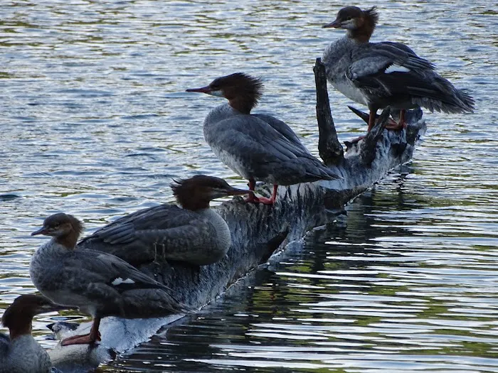 Little Beaver Lake Campground Trailhead Picture 4