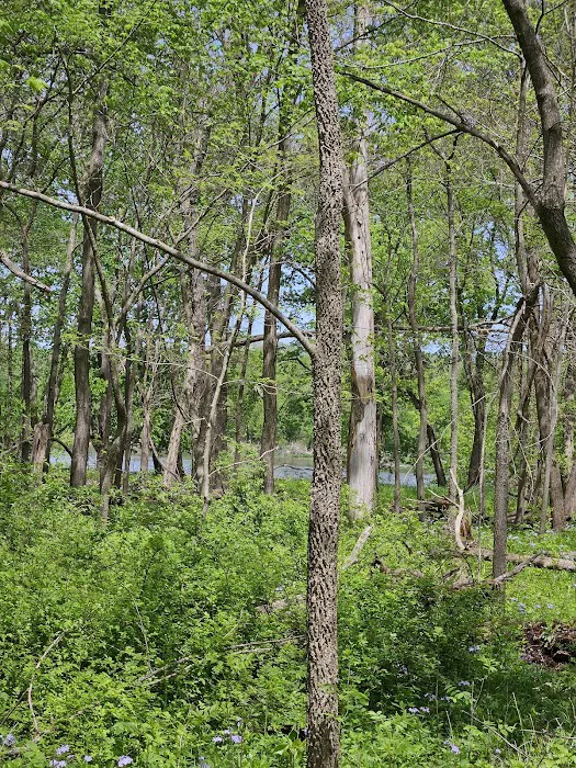 Cedar Valley County Park Picture 10