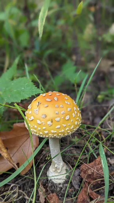 La Riviere Horse Park Picture 5