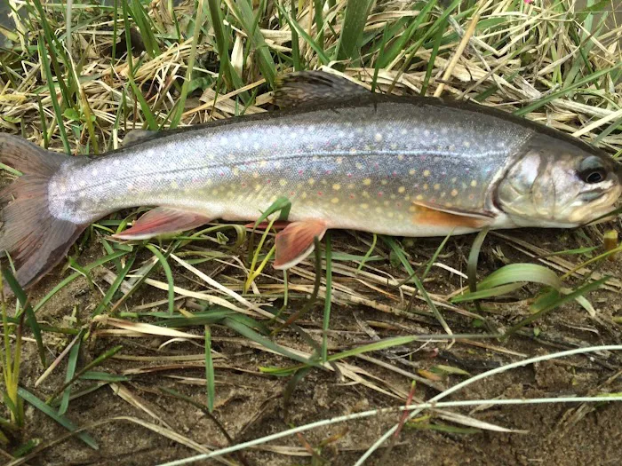 West Fork Sports Club & Campground Picture 4