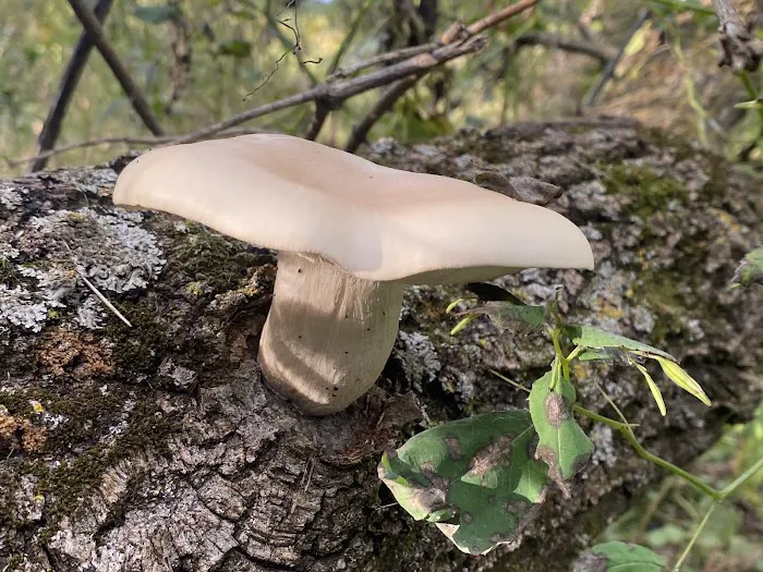 KVR Campsite OO Picture 6