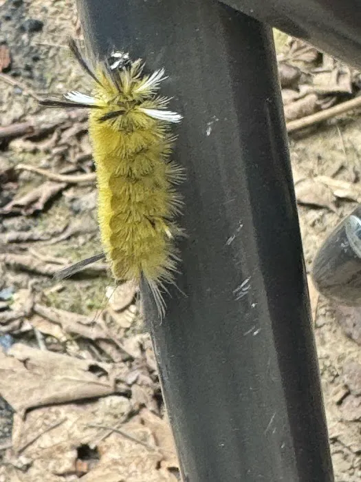 Elroy Walk-In Campground (Elroy-Sparta State Trail) Picture 7