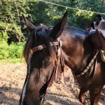Wild Cat Mountain State Park Equestrian Campground