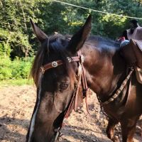 Wild Cat Mountain State Park Equestrian Campground ico