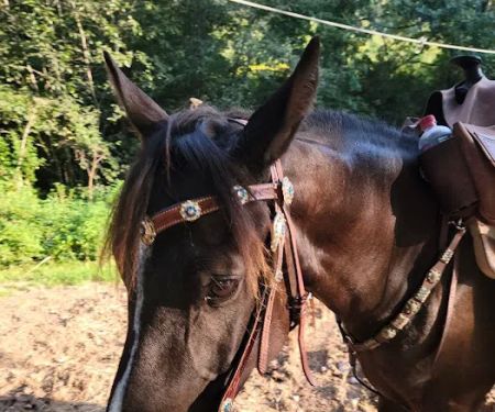 Wild Cat Mountain State Park Equestrian Campground