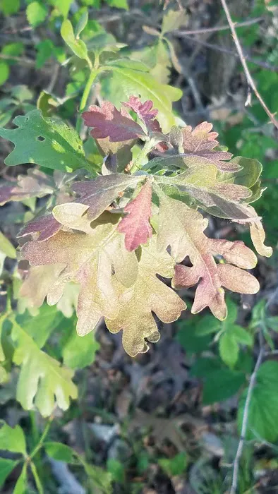 Bass Lake Campground Picture 10