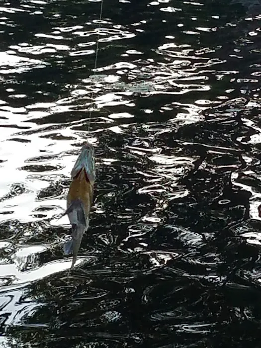 Gala Resort & Campground Inc Picture 8