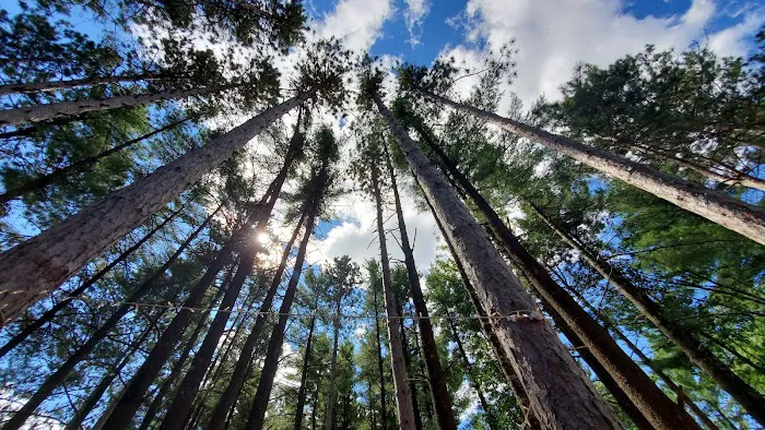 Wilson Lake Campground & Resort Picture 6