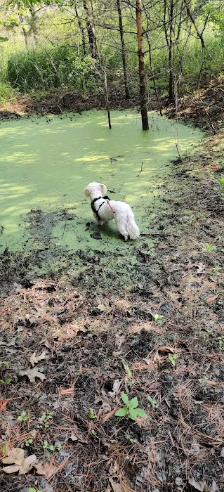 Camp Shin-Go-Beek Picture 4