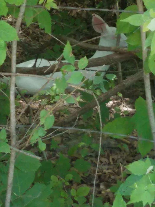 Oak Wood Acres Campground Picture 6