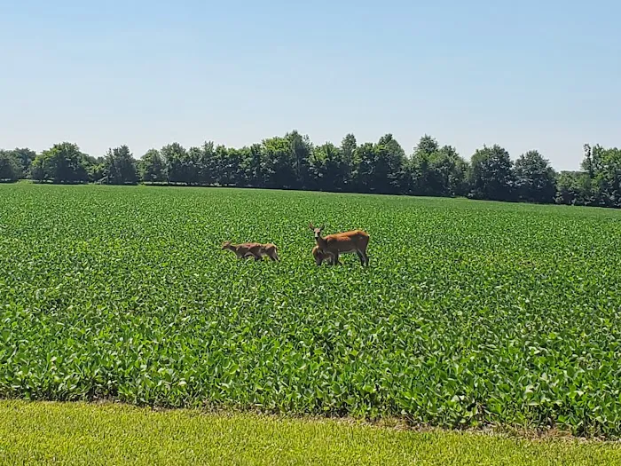 Oak Wood Acres Campground Picture 4