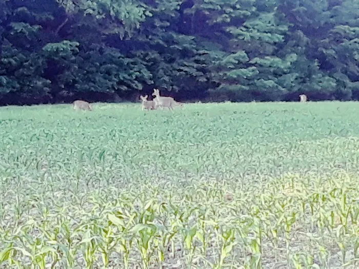 Oak Wood Acres Campground Picture 10