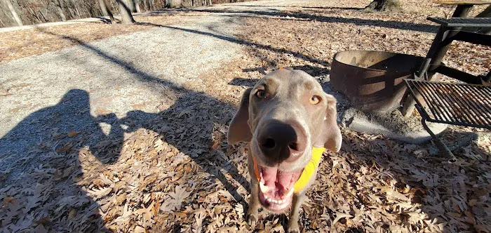 Bitternut Lake Campground Picture 10