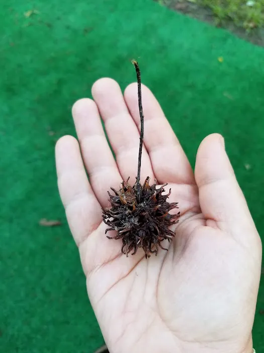 Pine Lakes Resort Picture 4