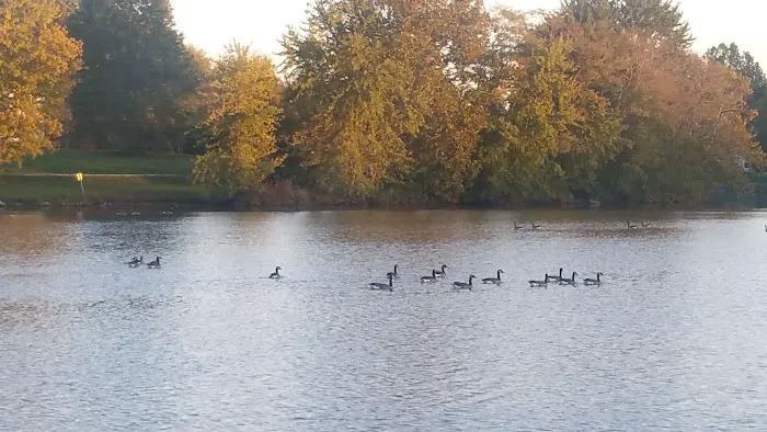 Pine Lakes Resort Picture 6