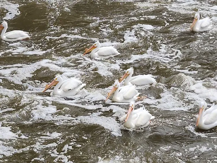 Tailwater West Campground Picture 3