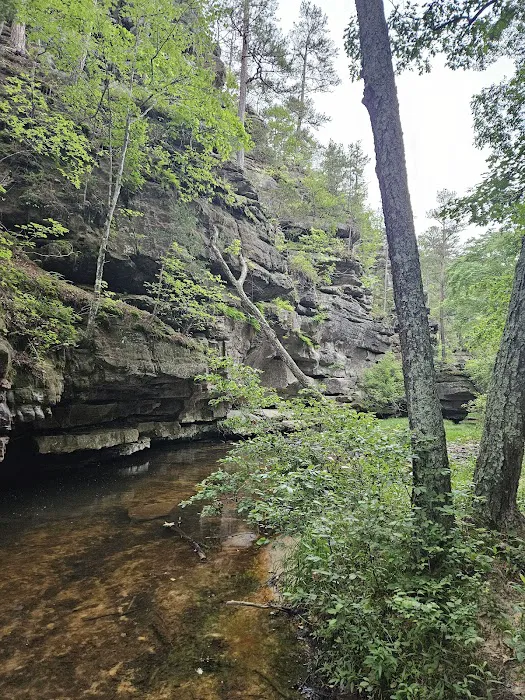 Hawn State Park Campground Picture 1