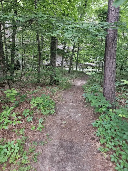 Hawn State Park Campground Picture 7