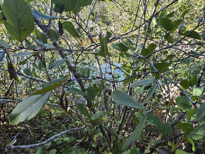 Marble Creek Campground Picture 9