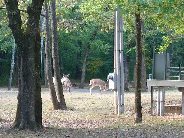 Campground 1 Picture 1