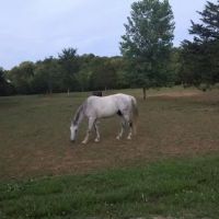 Starner Camping & Stables ico