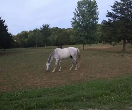 Starner Camping & Stables