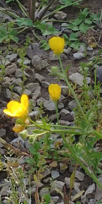 Redman Campground East Picture 6