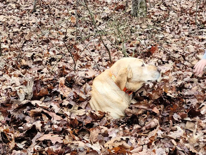 Tishomingo State Park Cabins Picture 6