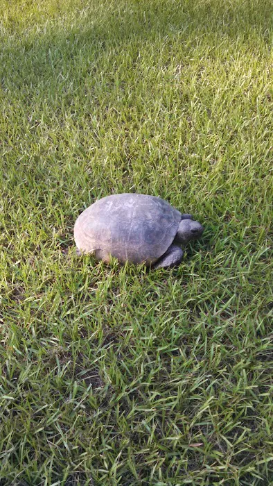 Ichetucknee Springs Campground Picture 2