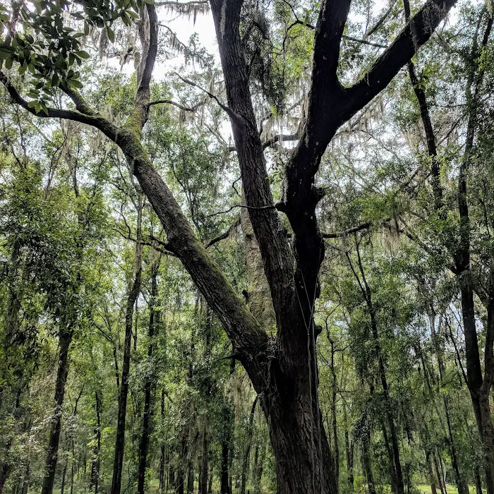 Pine Field Campsites Picture 6